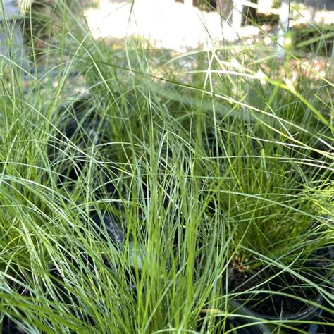 Carex Pensylvanica Ginos Nursery