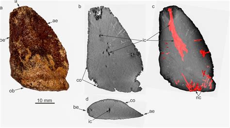 Ein Neues Dinosaurier Fossil Aus Grimmen Und Seine Verbindung Zu