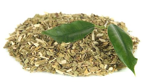 Yerba Mate Lifeseasons Natural Health Supplements