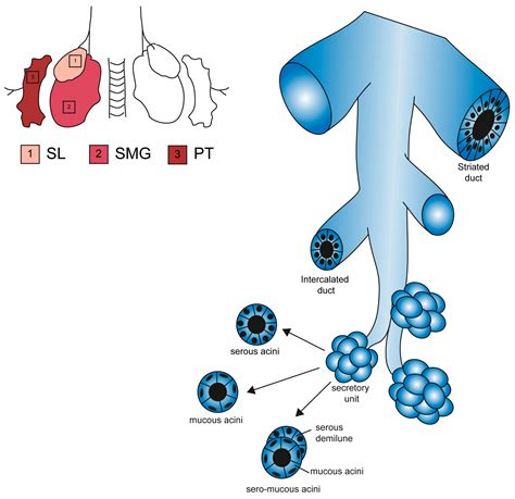 Cells Free Full Text Physiology Pathology And Regeneration Of