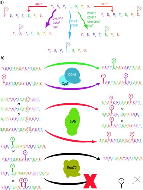 What S All The Phos About Insights Into The Phosphorylation State Of