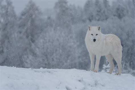 Arriba Images Lobo Artico Habitat Viaterra Mx