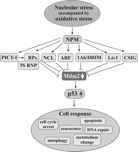 Nucleolar Factors In The Activation Of P Dependent Anticancer