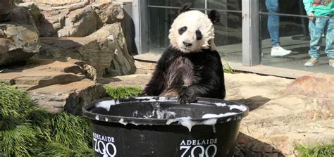 Birthday Bash for Giant Pandas at Adelaide Zoo | The Animal Facts