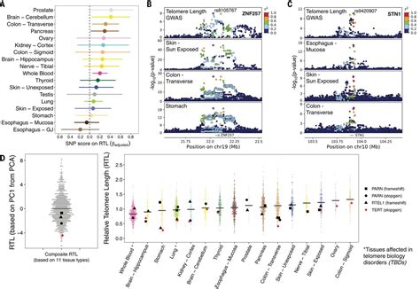 Determinants Of Telomere Length Across Human Tissues Science