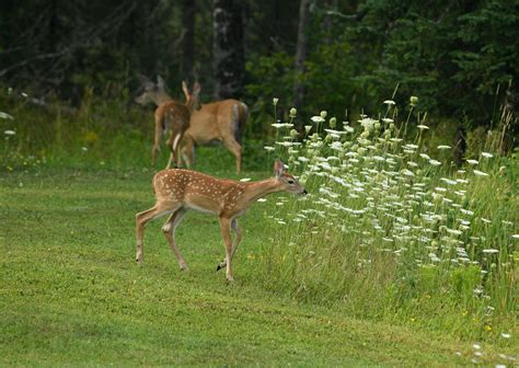 Stop to Smell the Flowers • Into the Light Adventures Daily Adventures