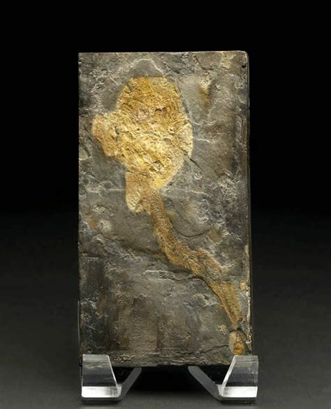 Rare Placoderm (Cowralepis) Fossil - 6" (#6536) For Sale - FossilEra.com