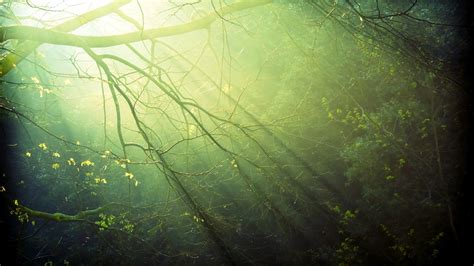 Papel de parede luz solar Árvores floresta natureza reflexão