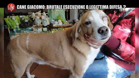 Ucciso e decapitato il cane Giacomo è legittima difesa Le Iene