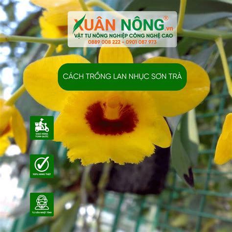 Cách trồng Lan Nhục Sơn Trà năng suất cao 