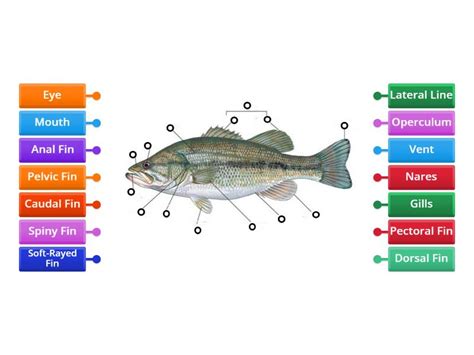 Anatomy of a Fish - Labelled diagram