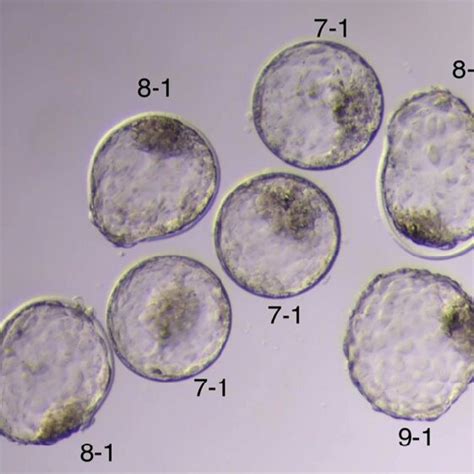 Grade 1 day 7 IVP Embryos -stage 7 (expanded blastocyst), 8 (hatching ...