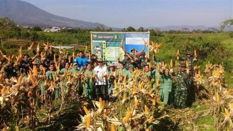 Kodim Kabupaten Manggarai Panen Jagung Di Kebun Ketahanan Pangan Pos