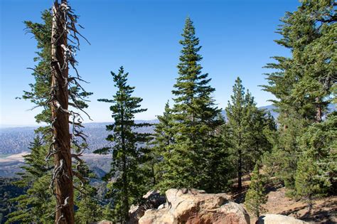 Trees Of The Los Padres Los Padres Forestwatch