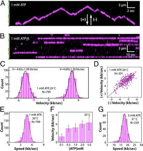 Single Molecule Imaging Of Dna Curtains Reveals Mechanisms Of Kops