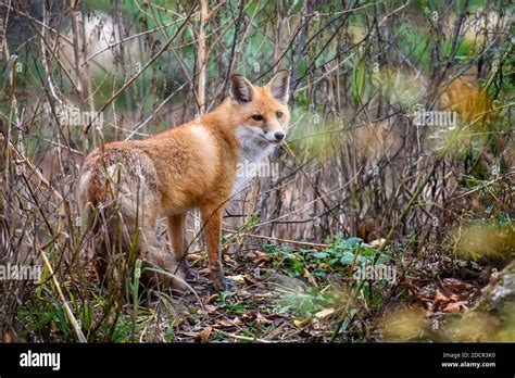 Red Foxes Habitat