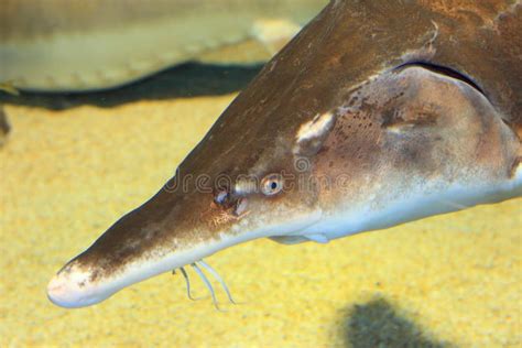 Sturgeon Fish Stock Photo Image Of Animal Color Japan 41477660