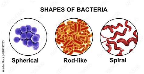 Shapes of bacteria, spherical, rod-like and spiral bacteria, view under ...