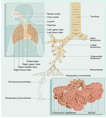 Histology Respiratory Histology Flashcards Quizlet