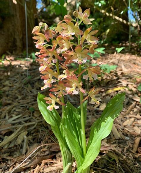 10 Best Ground Orchids That Can Be Grown In The Ground