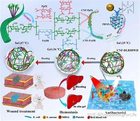 Carbohydrate Polymers双重光响应水凝胶用于耐药性细菌感染伤口愈合 知乎