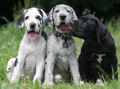 Great Dane Dog Breed: Key Traits, Temperament, And Care Tips