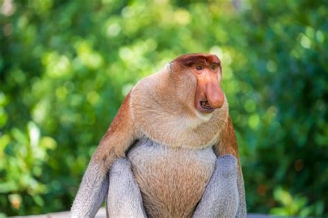 Familia de mono narigudo salvaje o nasalis larvatus o mono holandés en