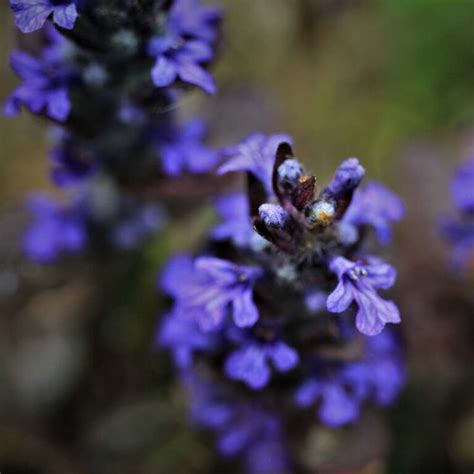 Winter Bedding Plants - 20+ Hardy Flowers UK Guide