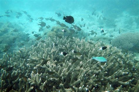 NOAA monitoring aims to halt coral bleaching after 2023 heat waves ...