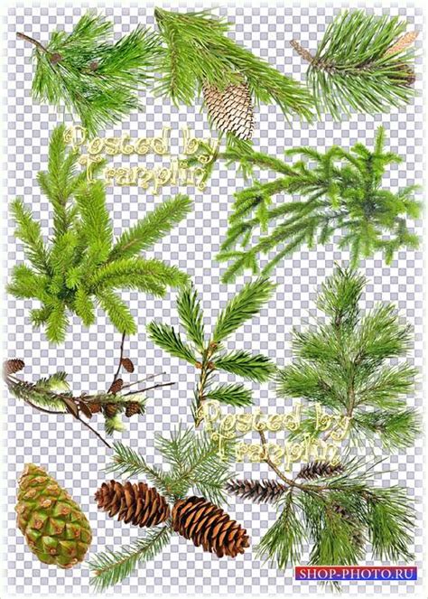 Ветки ели, лиственницы, кедра с шишками и без » Чудо Шаблоны Фотошопа