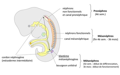 D Veloppement Du Syst Me Urinaire Flashcards Quizlet