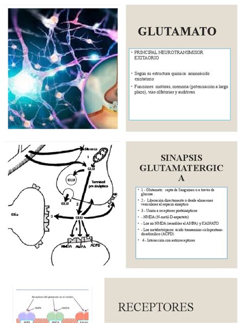 Exposicion Neurotransmisores Pdf Receptor Nmda Sinapsis