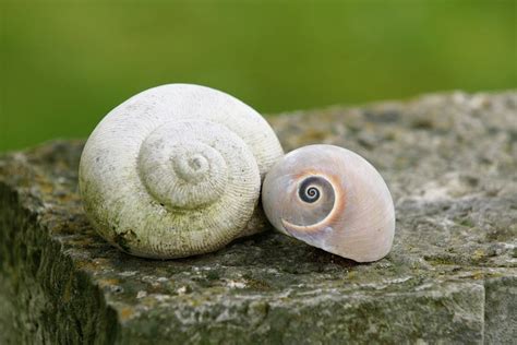 Shell Snails Pair Duo Snail Shells-20 Inch By 30 Inch Laminated Poster ...