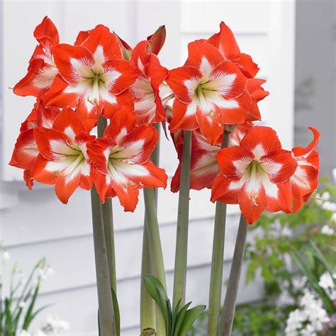 How To Plant And Grow Stunning Amaryllis Flowers Outdoors White