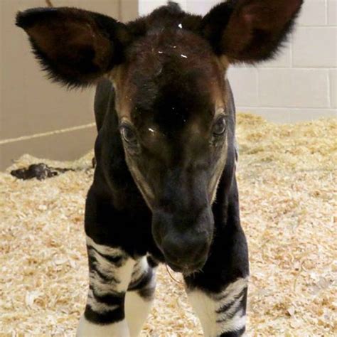 Newborn Okapi Forest