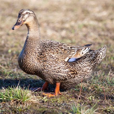 Ducklings: Rouen - My Pet Chicken