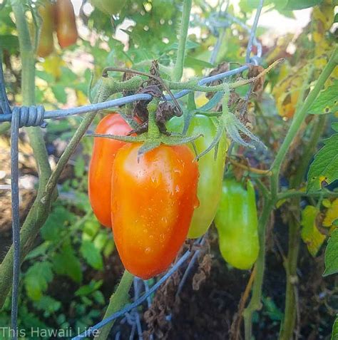 Growing Tomatoes In Hawaii This Hawaii Life