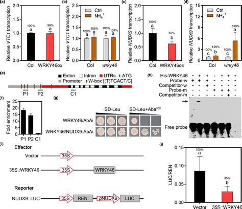 Wrky46 Promotes Ammonium Tolerance In Arabidopsis By Repressing Nudx9 And Indole‐3‐acetic Acid