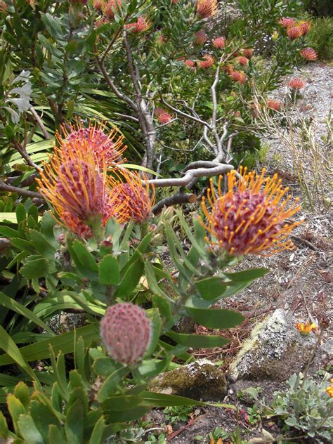 Growing Wild Scilly Isles Isles Of Scilly, Protea, Pandan, Wild Flowers, Succulents, Growing ...