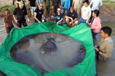 Huge Stingray Becomes World's Largest Freshwater Fish Ever Recorded