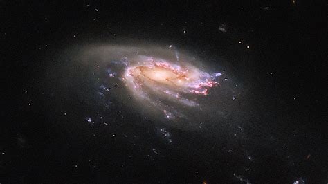 Hubble Observes Jellyfish Galaxy Jo Spaceref