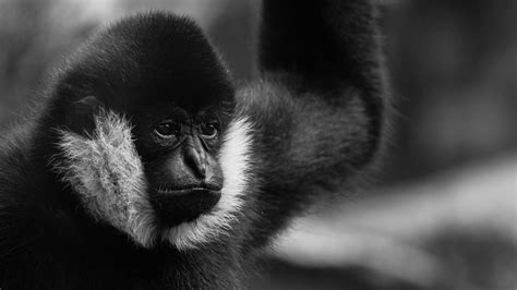 Black Gibbon Free Stock Photo Public Domain Pictures