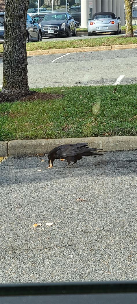 Northern VA Tysons Corner area. Either this is a huge crow or ravens