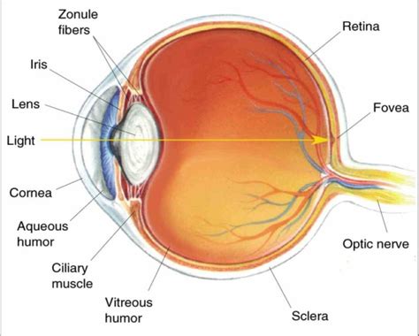 Structure Of Eye Easy Diagram An Eye Diagram On A Piece Of P