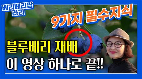 블루베리 완전정복 블루베리키우기 9가지 필수지식블루베리재배 블루베리가정재배 Youtube