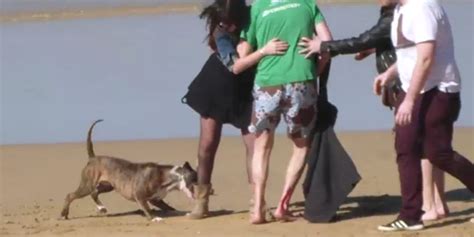 Ataque De Un Perro En La Playa De San Sebasti N El Acalorado Debate En