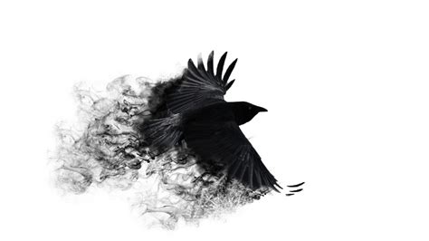 Crow Bird Wallpapers Top Free Crow Bird Backgrounds Wallpaperaccess