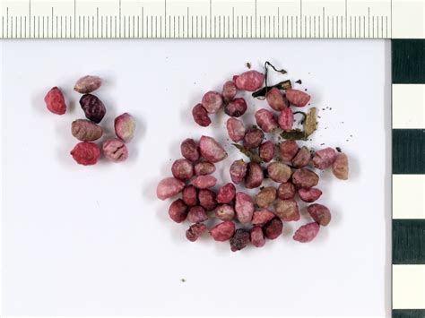 35 questions with answers in PHOTO-IDENTIFICATION | Scientific method