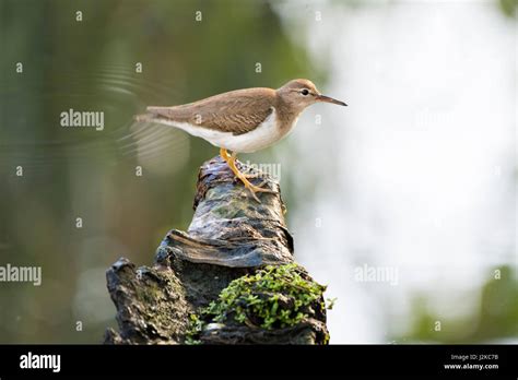 Wildlife bird in the caribbean Stock Photo - Alamy