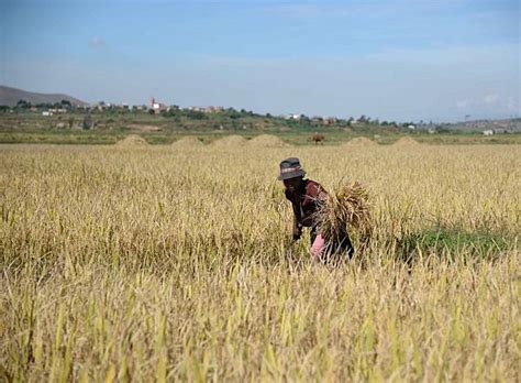 Chinese Hybrid Rice Helps Africa Enhance Food Security Xinhua Line